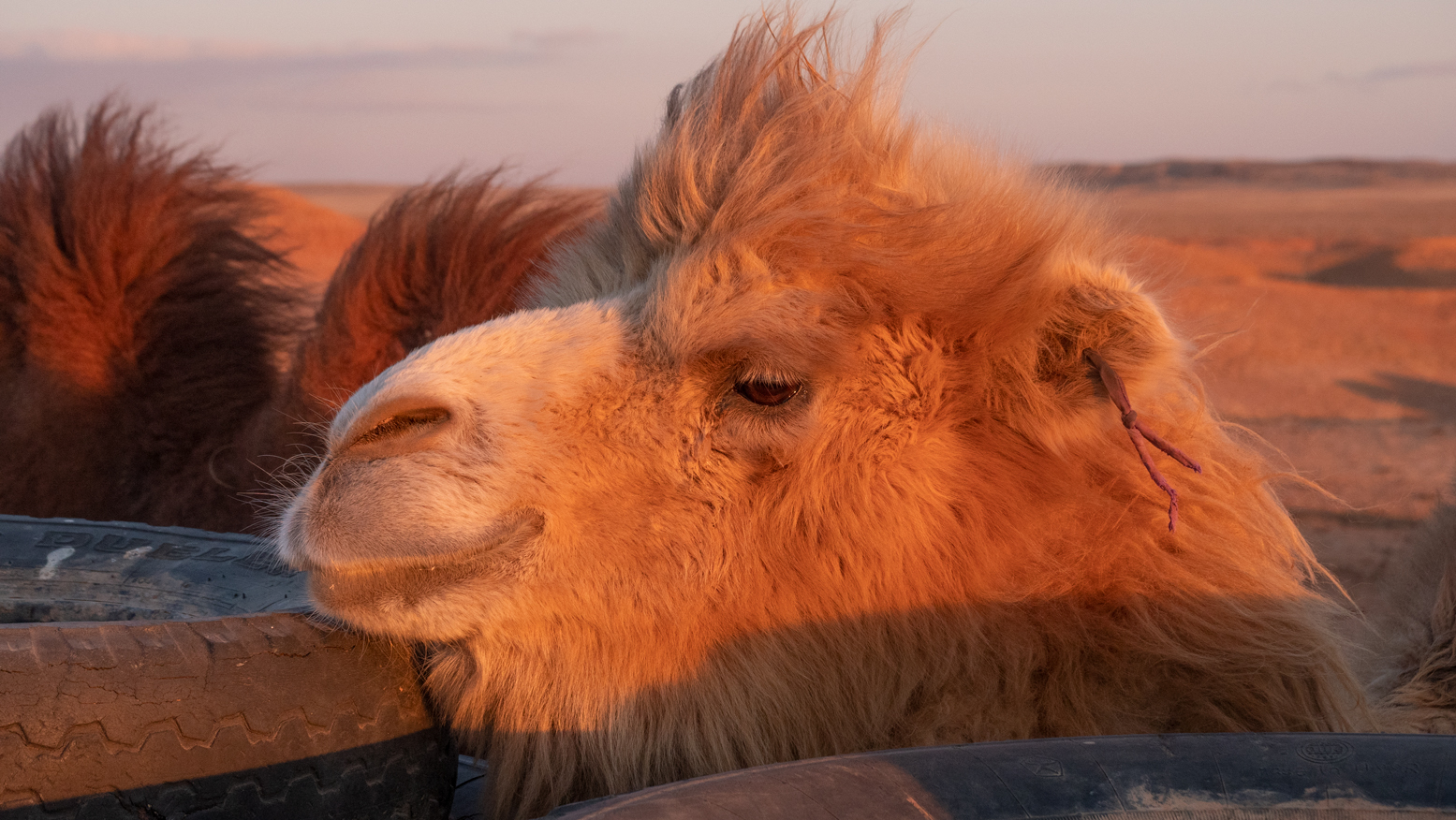 La beauté en Mongolie